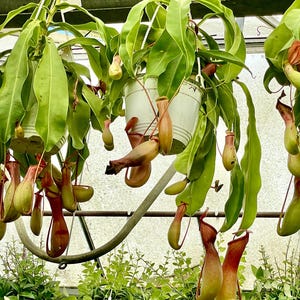 May include: A collection of hanging pitcher plants with vibrant green leaves and distinctive pitcher-shaped traps. The plants are suspended in white pots, creating a lush, botanical display. The pitchers display a mix of green, yellow, and red hues.