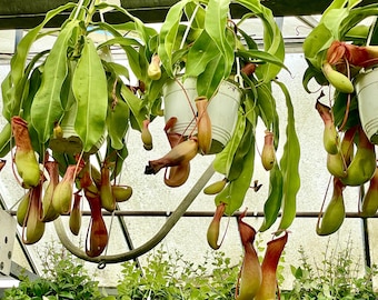 Nepenthes | Hanging Pitcher Plant | Monkey Cups | Carnivorous Plant | 3in  Pot - Etsy