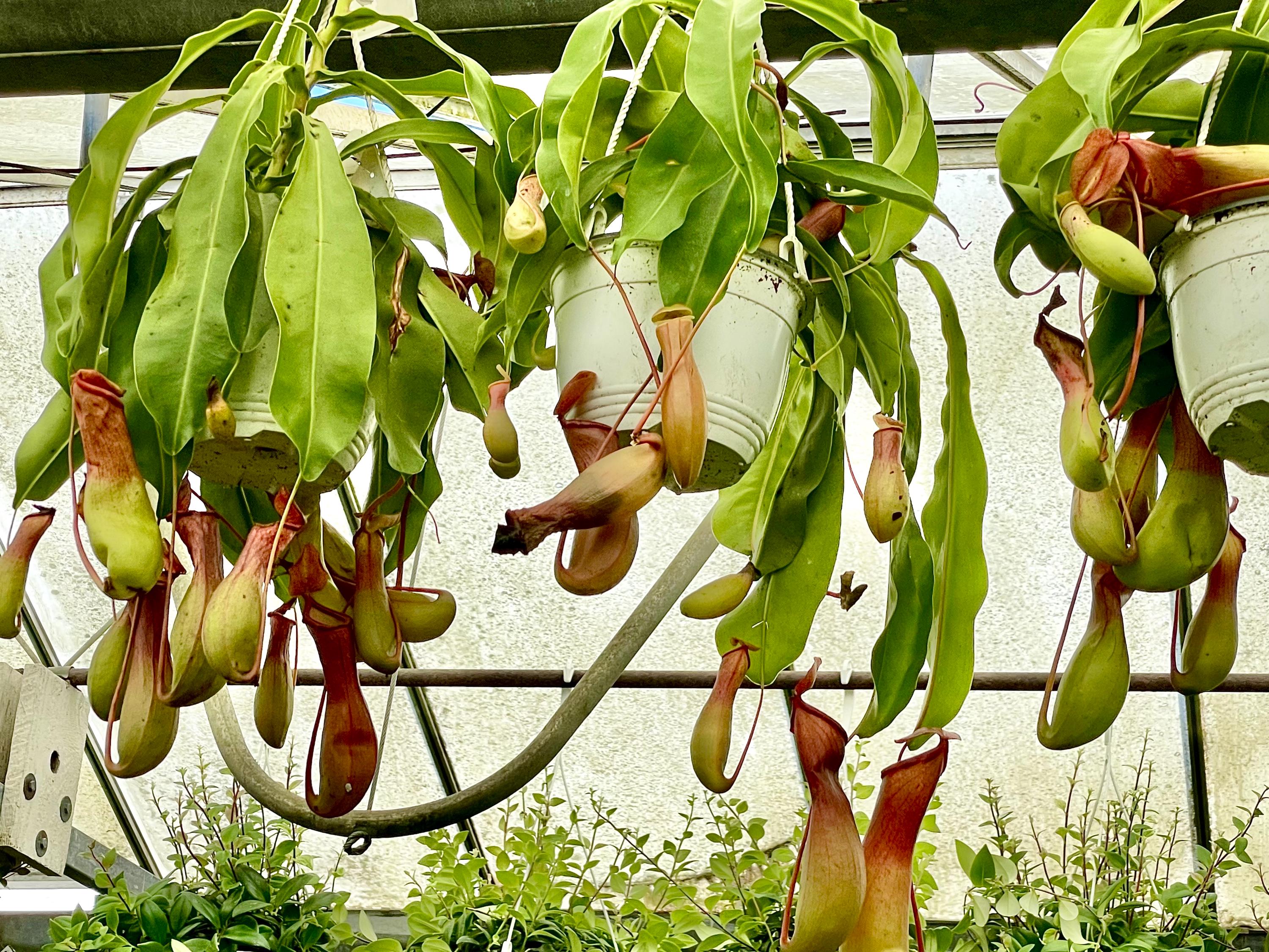 Carnivorous Plant Pot - Etsy