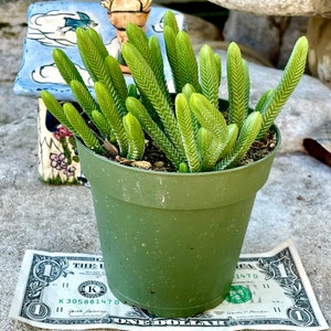 2, 4 Pot of Crassula Muscosa Imperialis Large Watch Chain Succulent Plant image 2