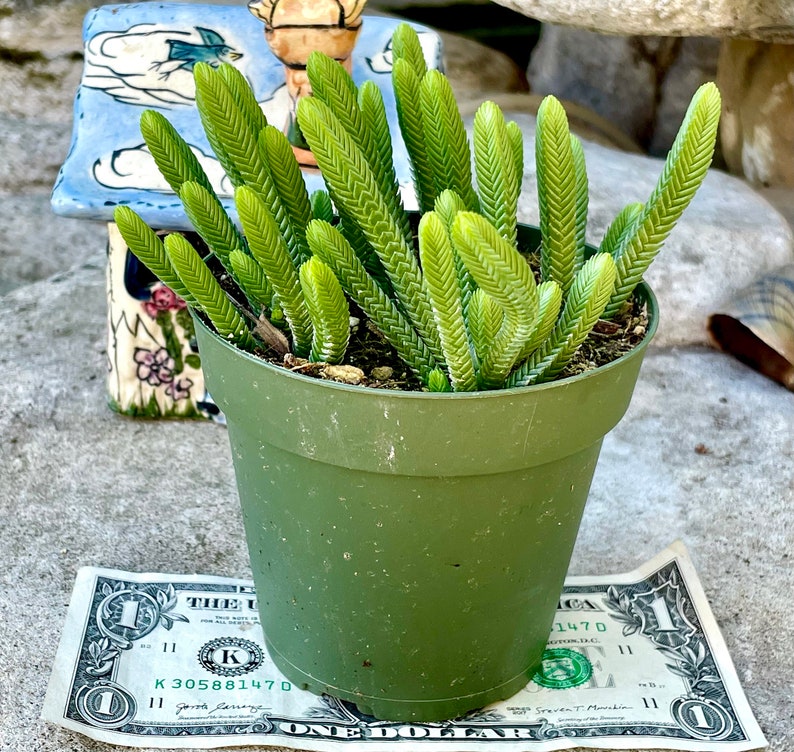 2, 4 Pot of Crassula Muscosa Imperialis Large Watch Chain Succulent Plant image 2