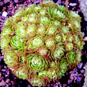 2" 4” Pot of Rosularia Platphylla Succulent Clusters Succulent Plant