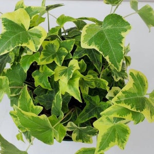 4", 6”, 8” Pot of Gold Child Ivy, Variegated Ivy, Live Plant, House Plant, Hedera Helix - Shipped Bare Roots