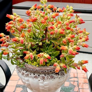 2”, 4&quot;, 6” Pot of Red Echeveria Pulvinata Oliver Chenille Plant Red Velvet Ruby Slippers Live Succulent Plant - Shipped Bare Roots