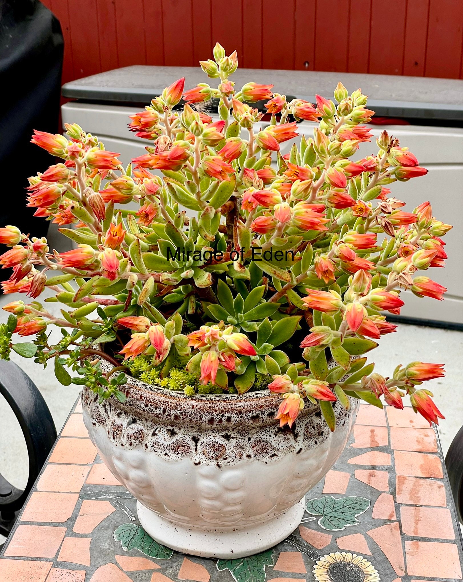 2”, 4", 6” Pot of Red Echeveria Pulvinata Oliver Chenille Plant Red Velvet Ruby Slippers Live Succulent Plant - Shipped Bare Roots