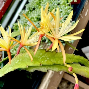 6” Unrooted Cuttings Epiphyllum Fragrant Cactus