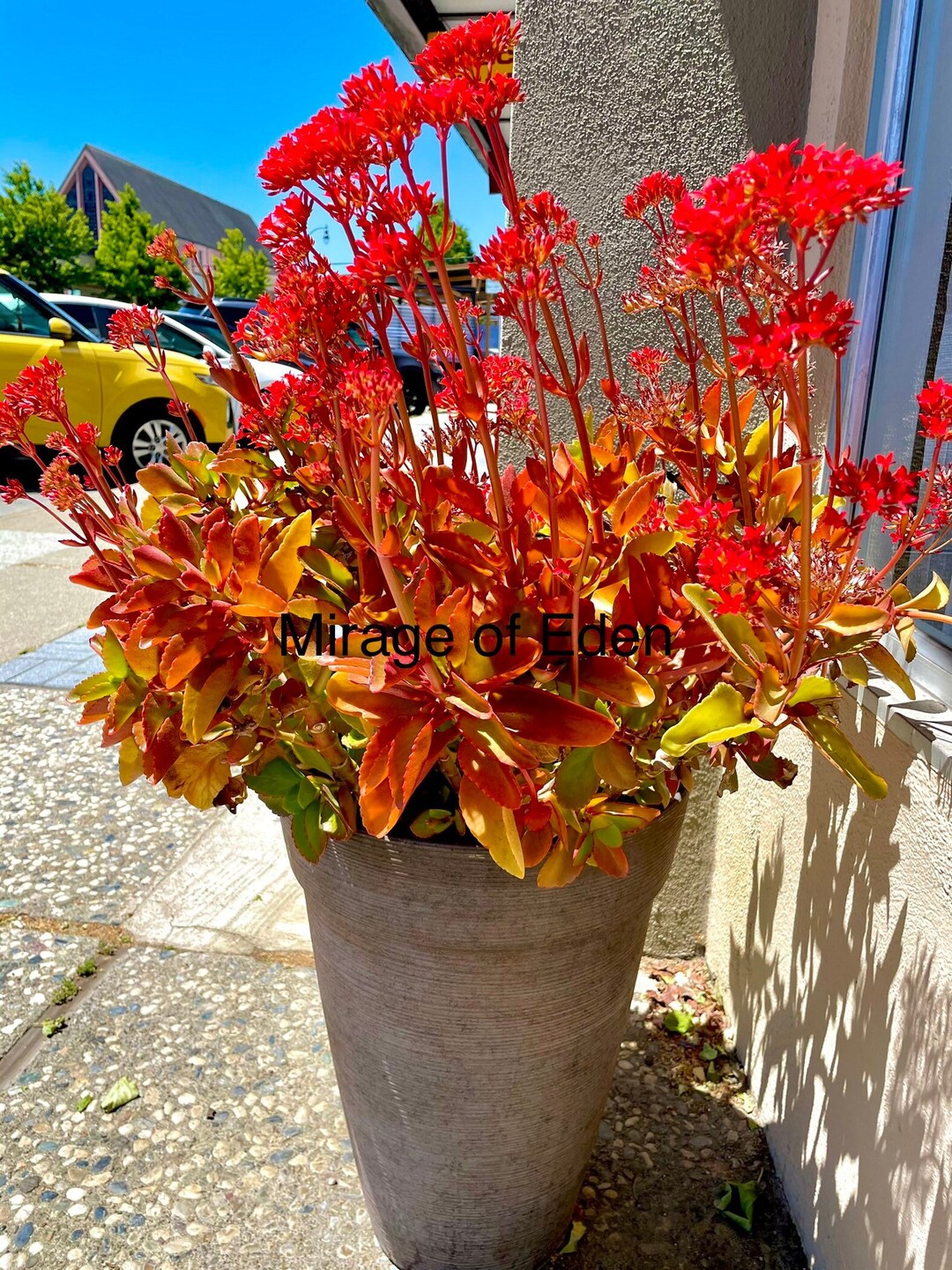 UNTITLED - ＊kalanchoe＊ Altman Plants 3-Pack Kalanchoe in 2.5-in Pot 0872856 at