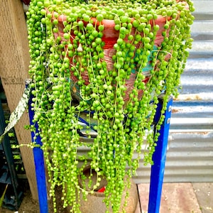 2”, 4&quot;, 6&quot;, 8” Pot of String of Pearls SOP or 3 Cuttings Live Succulent Hanging Plant Indoor Plant House Plant