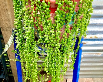 String of Pearls Plant: Live Succulent in Hanging Pot