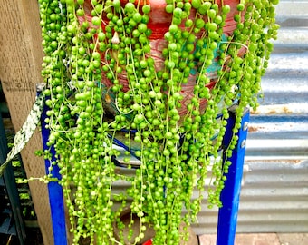 2”, 4", 6", 8” Pot of String of Pearls SOP or 3 Cuttings Live Succulent Hanging Plant Indoor Plant House Plant