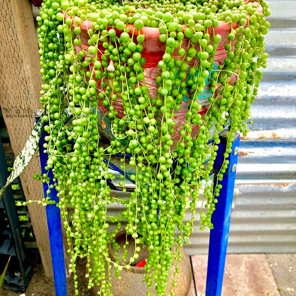 2”, 4", 6", 8” Pot of String of Pearls SOP or 3 Cuttings Live Succulent Hanging Plant Indoor Plant House Plant