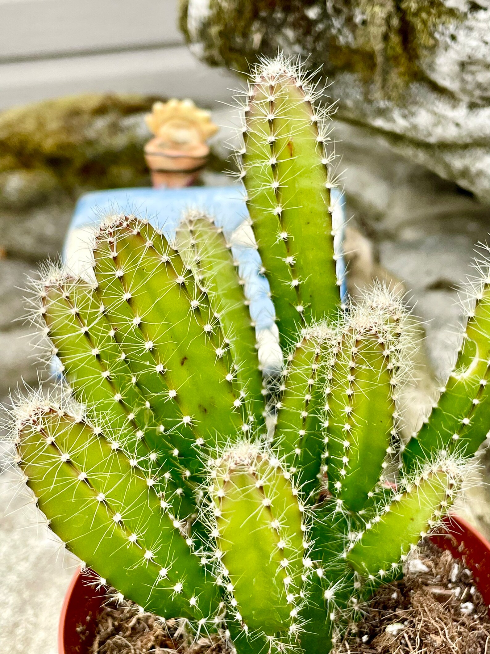 4 Pot of Dog Tail Cactus Aporocactus Flagelliformis Etsy