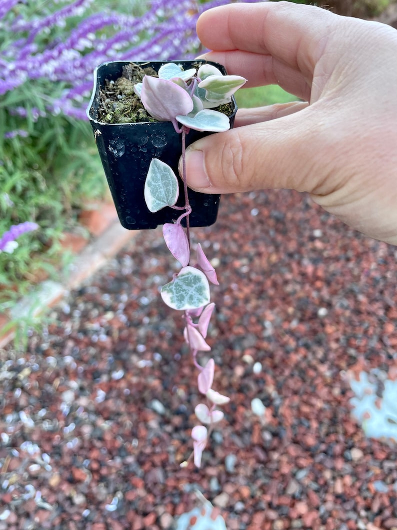 Mirageofeden String of Hearts Plant - Thumbnail 2