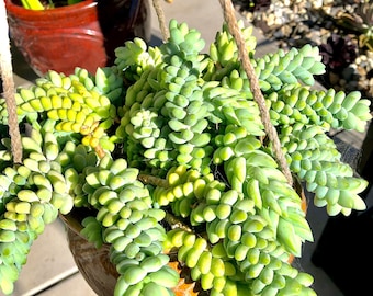 2&quot;, 4&quot;, 6” Pot of Sedum Morganianum Donkey&#39;s Tail Burro Tail Live Succulent Plant