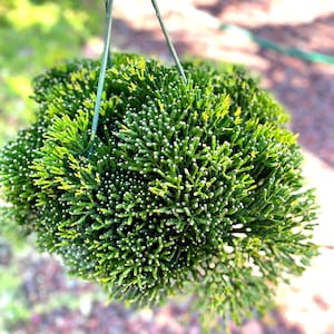 Rhipsalis Dancing Bones Cactus (Hatiora salicornioides) - 4”, 6” Pot