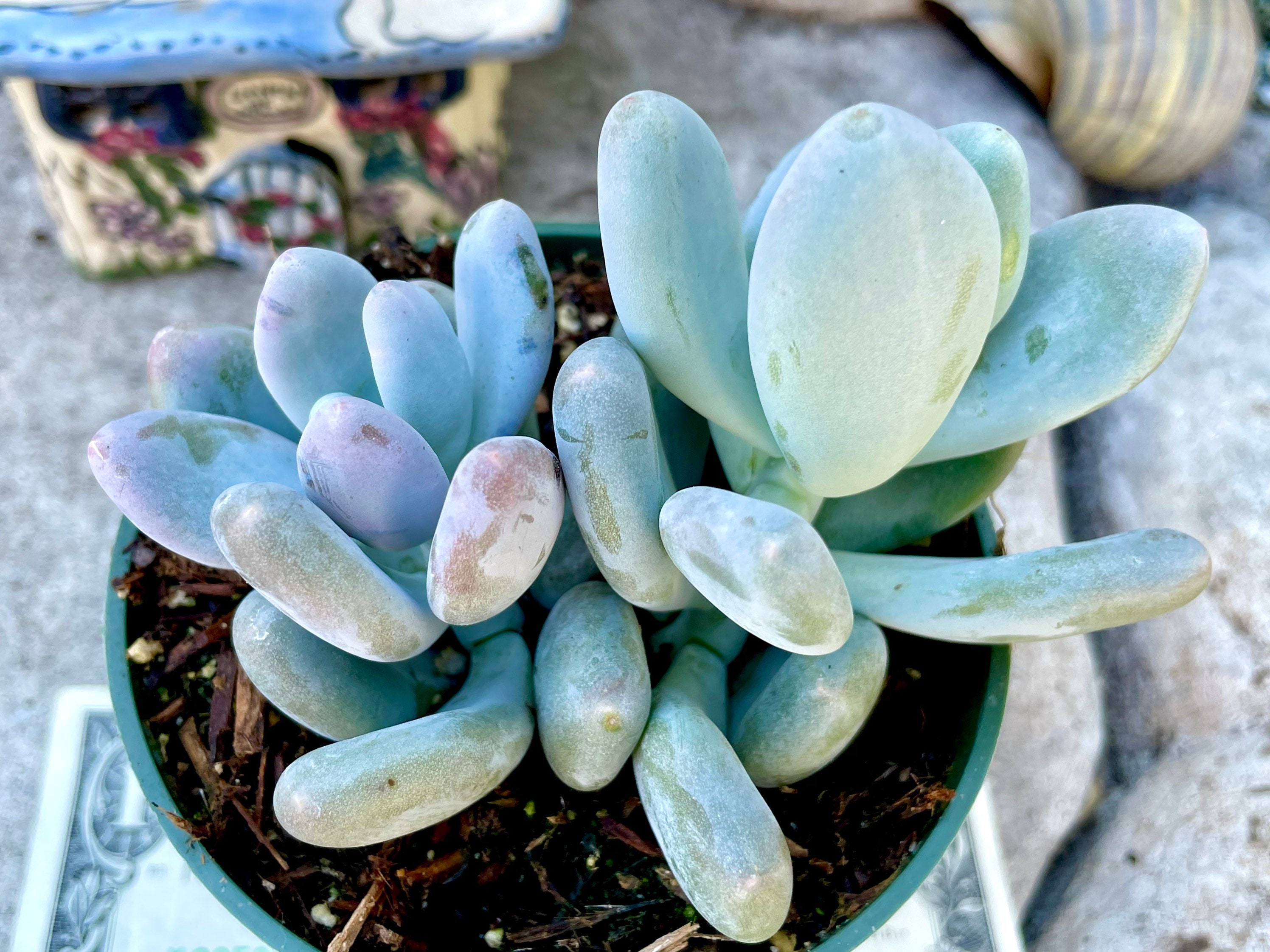 2 Pot of Pachyphytum Oviferum Blue Moonstone Succulent Plant - Etsy