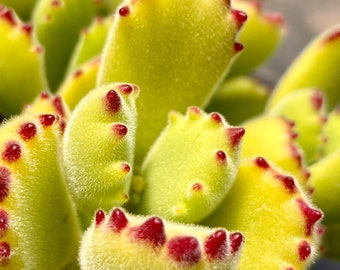 May include: Close-up of a succulent plant with green, fuzzy leaves and red, spiky edges.