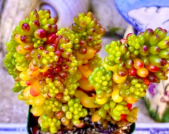 2&quot; Pot of Sedum Rubrotinctum Redberry Succulent Plant