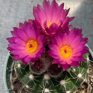 2”, 4&quot; Pot of Gymnocalycium Amerhauseri Rare Cactus