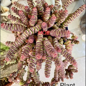 2”, 4”, 6” Pot of Crassula ‘Baby’s Necklace’ Succulent Plant