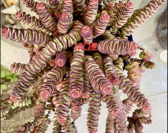 2”, 4”, 6” Pot of Crassula ‘Baby’s Necklace’ Succulent Plant