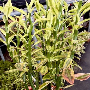 May include: A potted Euphorbia tithymaloides plant, also known as Devil's Backbone, with green stems and variegated leaves of green, yellow, and pink. The plant is in a red pot and is surrounded by other plants in a greenhouse setting.