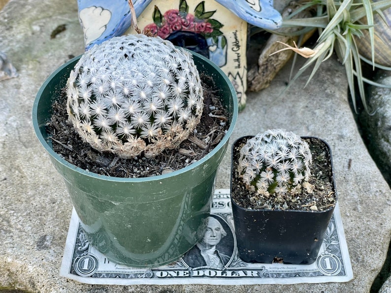 2, 4 Pot of Mammillaria Duwei Cactus Cacti Succulent Real Live Cactus Plant Shipped in a Pot image 4