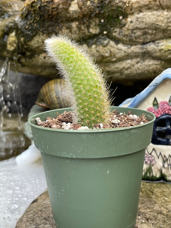 Pot of Cactus Cleistocactus - Etsy