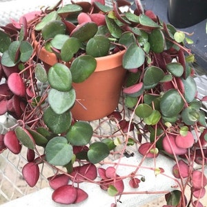 2" 4" 6" 8” Pot of Rooted Ruby Peperomia Peperomia Ruby Cascade Succulent or 5” Cuttings