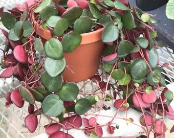 2" 4" 6" 8” Pot of Rooted Ruby Peperomia Peperomia Ruby Cascade Succulent or 5” Cuttings