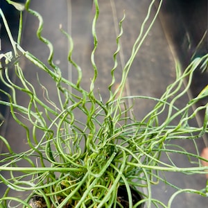 May include: A Juncus effusus spiralis plant, commonly known as a corkscrew rush, featuring numerous thin, vibrant green stems that grow in tight, corkscrew-like spirals radiating outward from a small, dark-colored plastic nursery pot.
