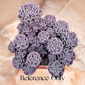 2&quot; 4&quot; 6” Pot of Echeveria hybrid &#39;Cubic Frost&#39; Succulent Plant-See picture 2-7
