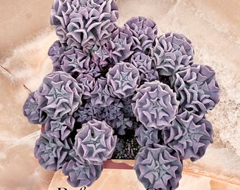 2" 4" 6” Pot of Echeveria hybrid 'Cubic Frost' Succulent Plant-See picture 2-7