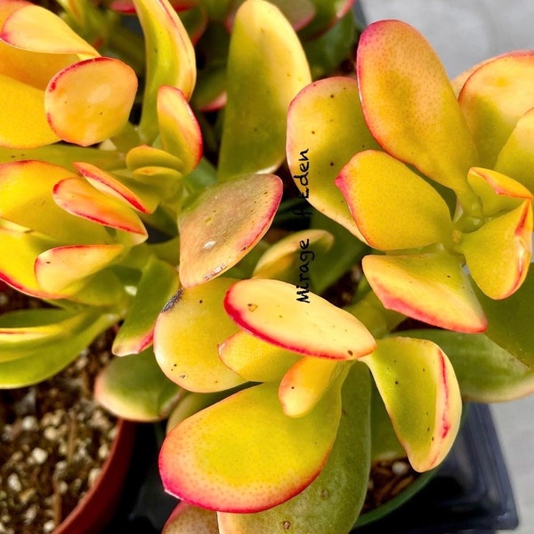 2”, 4", 6”, 8” Crassula ovata Hummel's Sunset  Yellow Jade Golden Jade - See the last two pictures