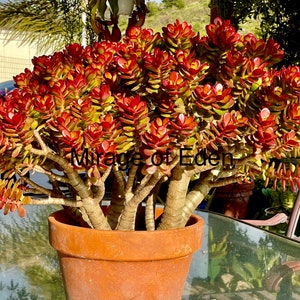 Crosby&#39;s Compact Jade Plant: Mini Crassula Ovata Succulent