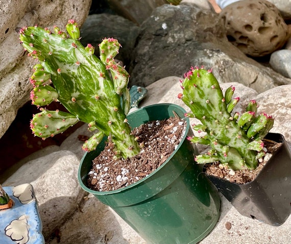 2", 4", 6 Pot of Variegata Maverick Cactus Variegated Joseph's Coat Cactus  - Etsy Israel