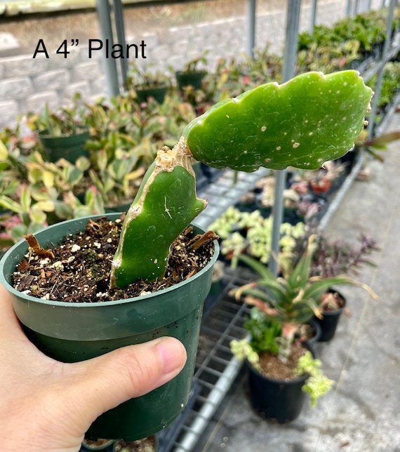 4, 6 Pot of Dragon Fruit Plant, Hylocereus Pitaya, Rare Cultivars Cactus  - Etsy Israel