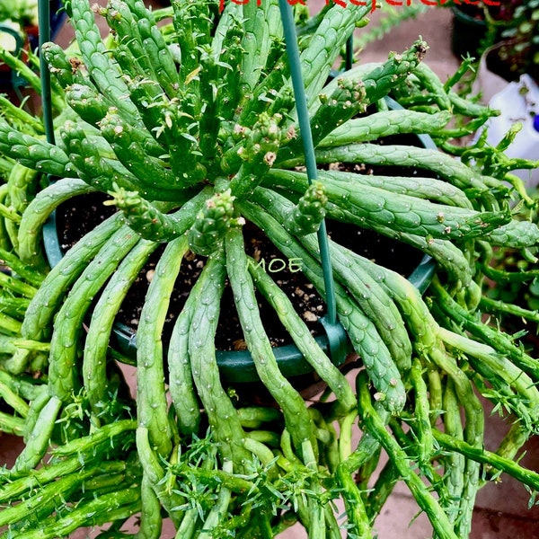 4”, 6", 8” Pot of "Medusa's Head" Rare Succulent Plant - Shipped Bare Roots