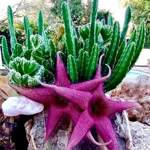 2”, 4&quot; Pot of Stapelia Gigantea Zulu Giant Starfish Plant Giant Toad Plant Succulent Plant - Shipped Bare Roots