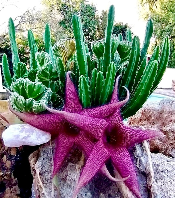 4 Pot of Stapelia Gigantea, Zulu Giant Starfish Succulent Plant - Etsy  Norway