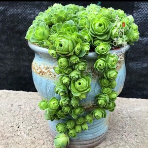 May include: A vibrant green succulent plant overflowing from a light blue ceramic pot. The plant has a rosette shape, with cascading stems of smaller rosettes. The pot has a textured, glazed finish with brown and white accents.