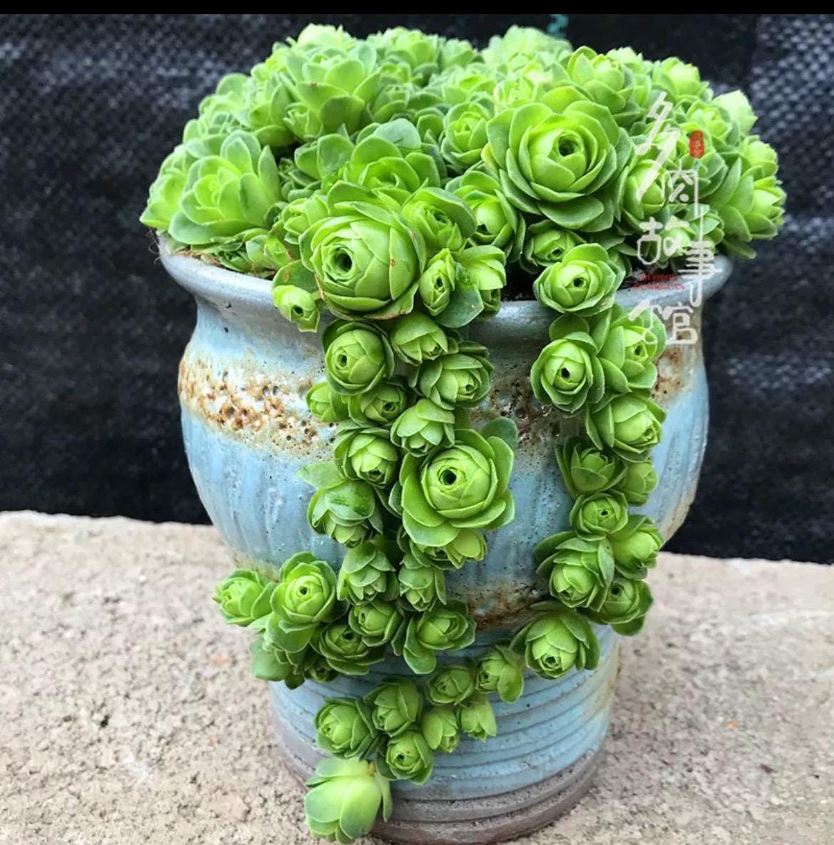 faux succulent hanging 3 Pack Artificial Succulent Plants Hanging String  AreaDeco