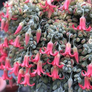 2”, 4&quot;, 6”, 8” Pot of RARE Cotyledon Pendens Cliff Pendens Succulent Plant