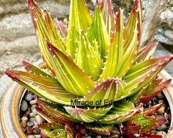 4”, 6", 8”, 5-gallon  Pot of Variegated Gold Tooth Aloe Rare Succulent - Shipped Bare Roots