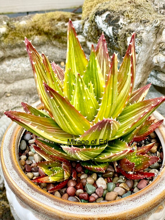 4, 6", 8, 5-gallon Pot of Variegated Gold Tooth Aloe Rare Succulent -  Shipped Bare Roots - Etsy