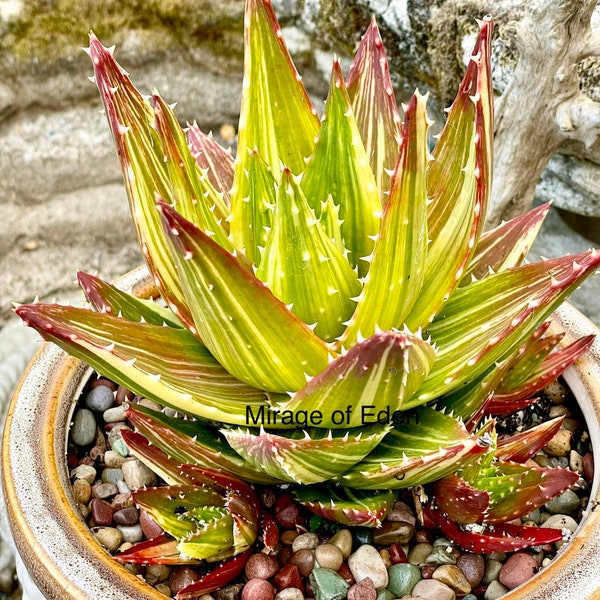 4”, 6", 8”, 5-gallon  Pot of Variegated Gold Tooth Aloe Rare Succulent - Shipped Bare Roots