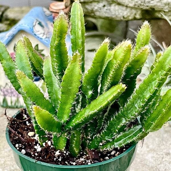 2”, 4" Pot of Rhipsalis Cereoides Houseplant Indoor Plant