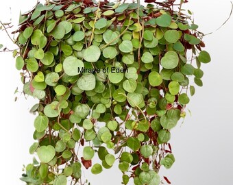 2" 4" 6" 8” Pot of Ruby Peperomia Peperomia Ruby Cascade Succulent or 5” Cuttings - Shipped in its Pot