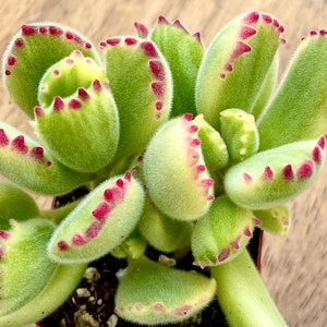 2”,  4", 6” Pot of Cotyledon Tomentosa Variegated Bear Paw Succulent Plant