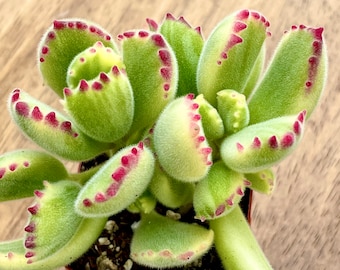 2”,  4", 6” Pot of Cotyledon Tomentosa Variegated Bear Paw Succulent Plant